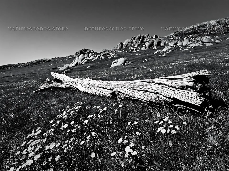 Weathered log on meadow with wildflowers and rocky landscape – nature scenes 9174x6866