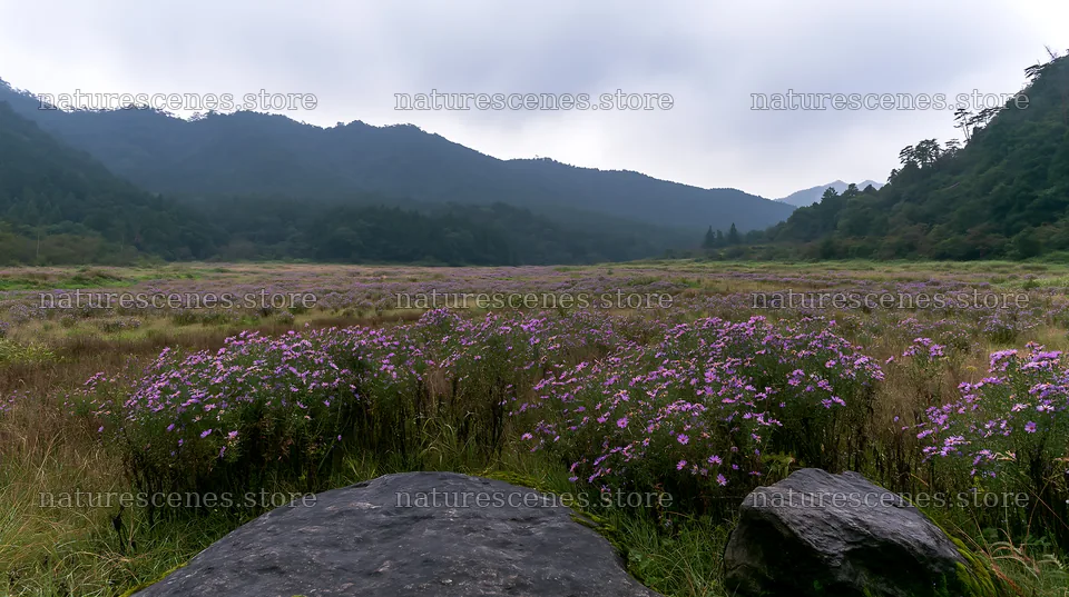 Hiroshima meadow with flowers and smooth rocks in rainy weather – nature scenes 10608x5938