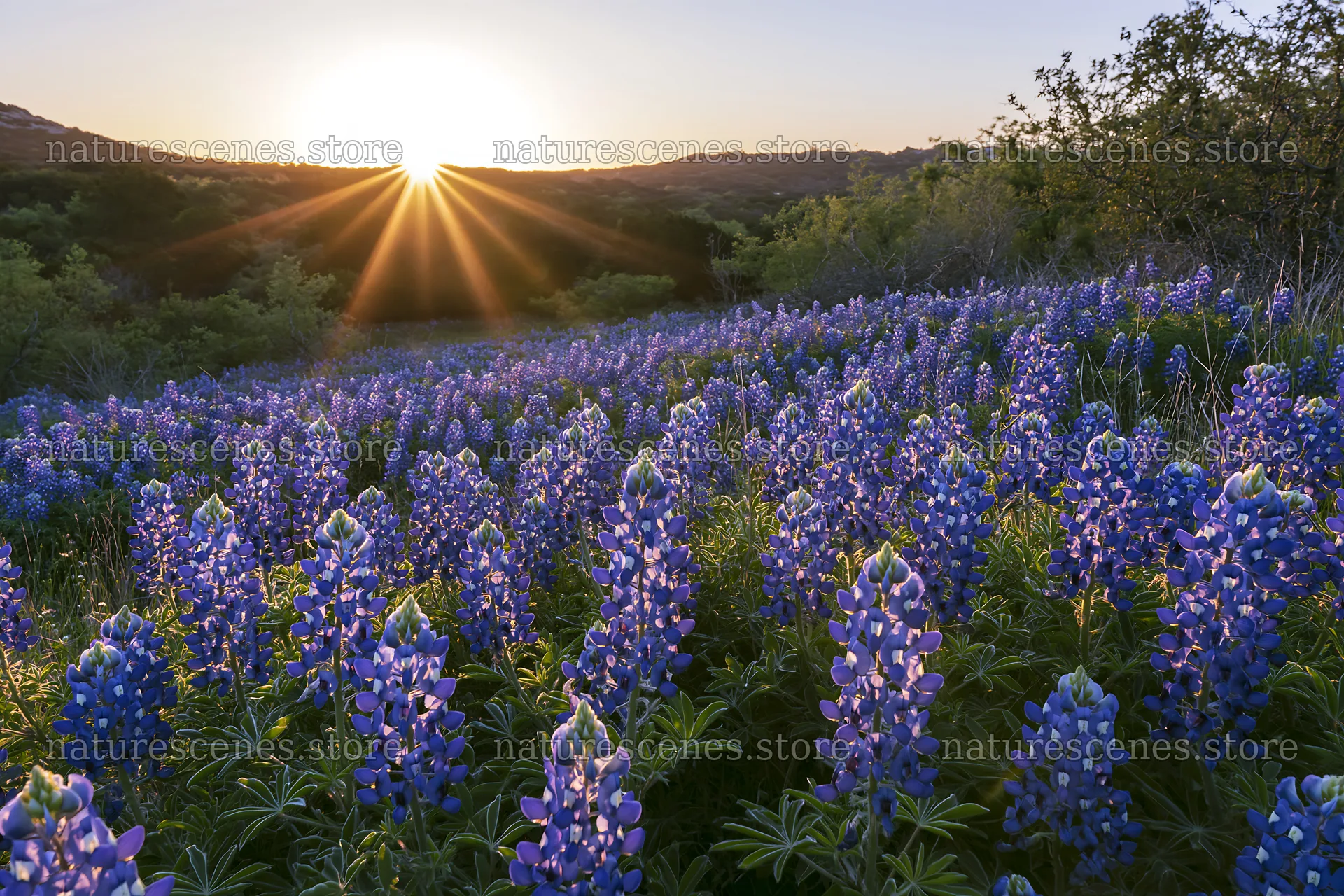 Bluebonnet meadow at sunrise with sun rays shining – nature scenes 9722x6480