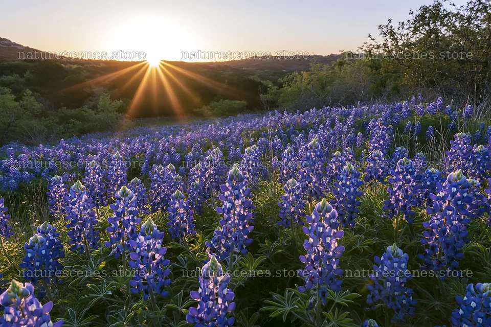 Bluebonnet meadow at sunrise with sun rays shining – nature scenes 9722x6480