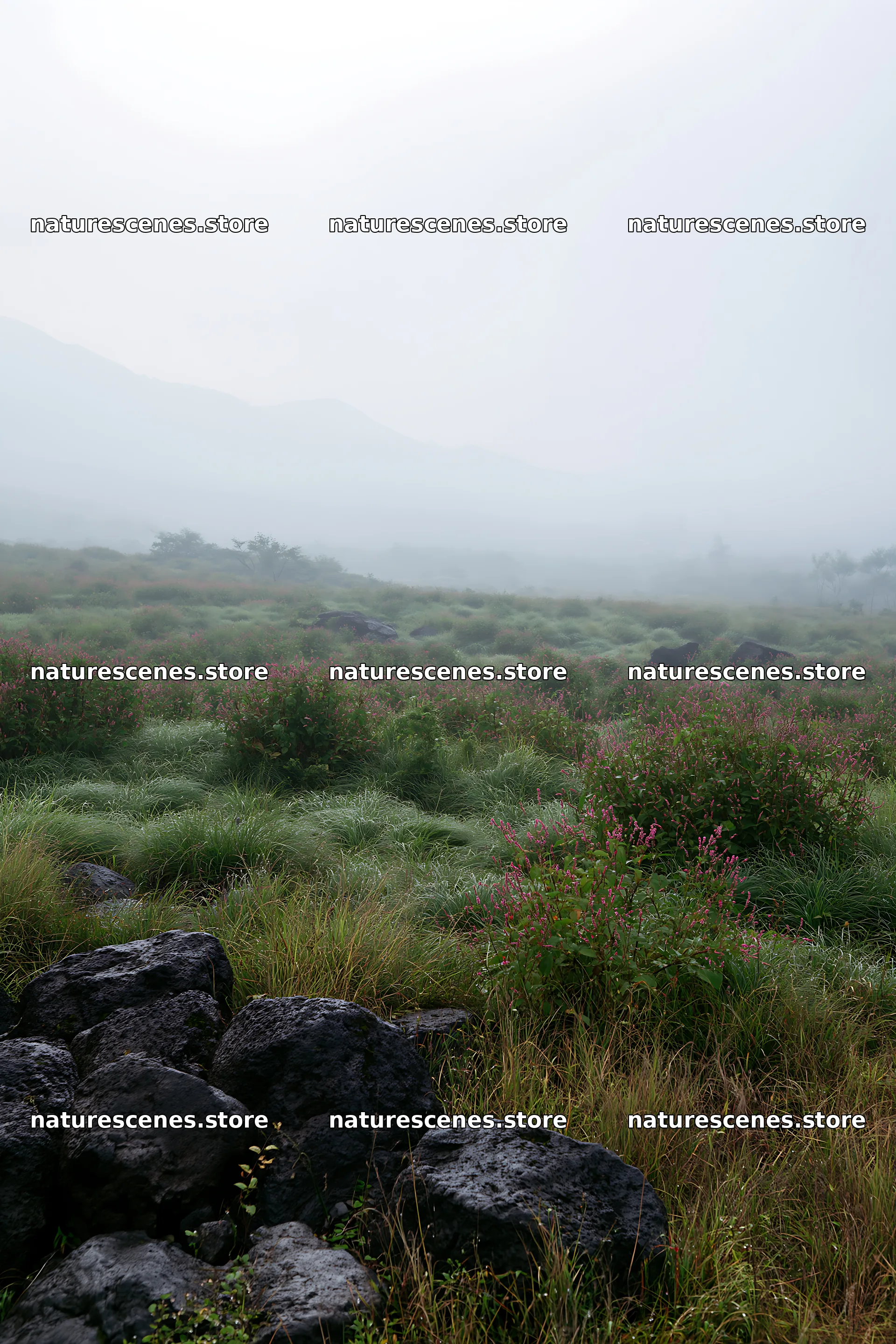 Yamanashi regenerative meadow with basalt stones in morning fog – nature scenes 6480x9722