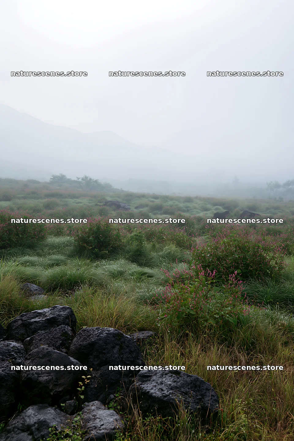 Yamanashi regenerative meadow with basalt stones in morning fog – nature scenes 6480x9722