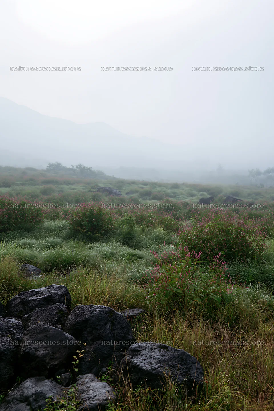 Yamanashi regenerative meadow with basalt stones in morning fog – nature scenes 6480x9722