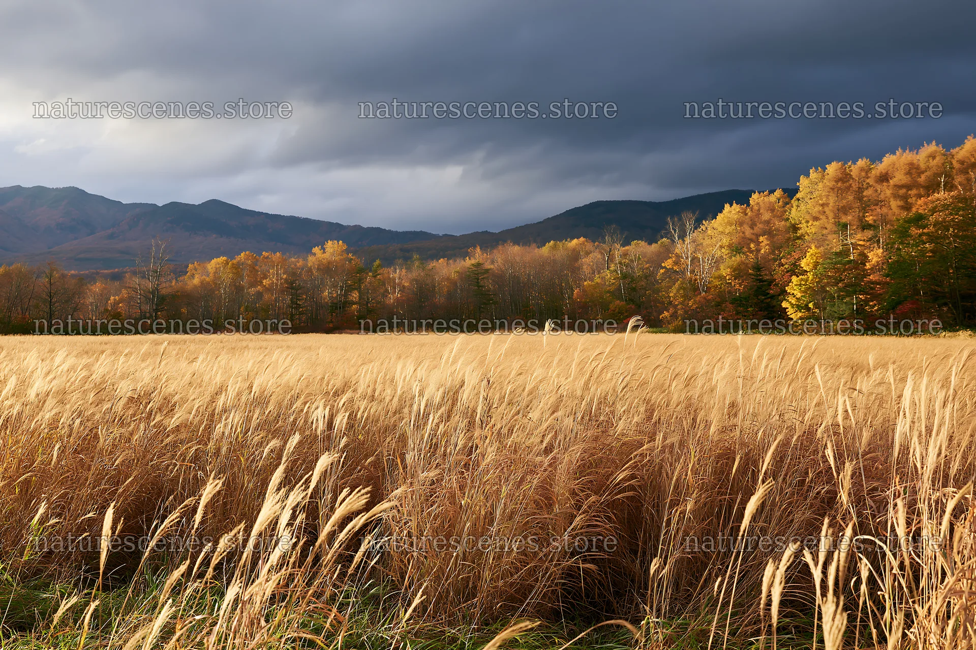 Hokkaido silver grass meadow seedheads against autumn trees – nature scenes 9722x6480