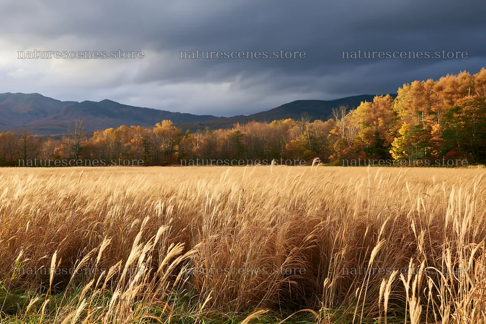 Hokkaido silver grass meadow seedheads against autumn trees – nature scenes 9722x6480