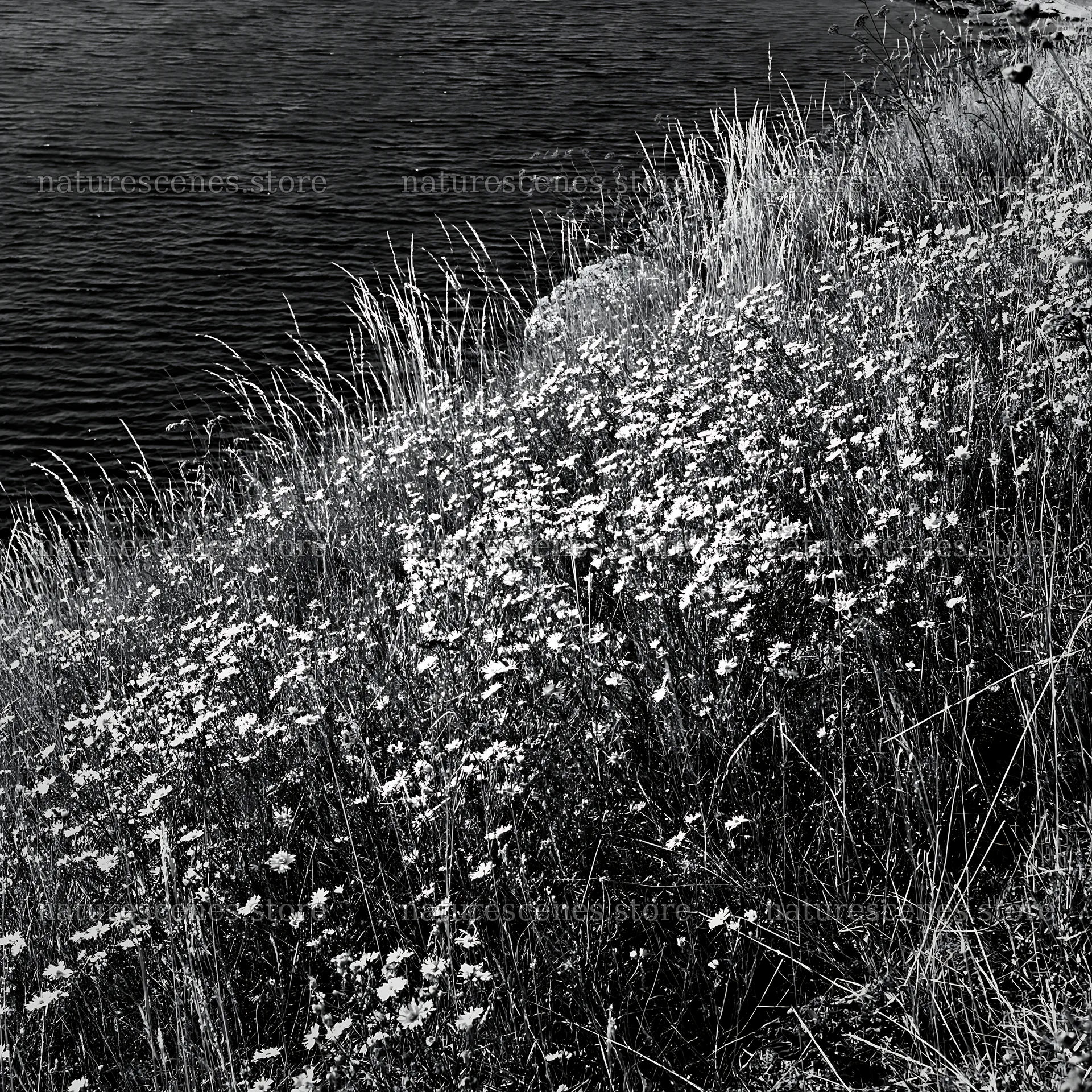 Sunlit lakeside meadow with wildflowers near blue water – nature scenes 7938x7938