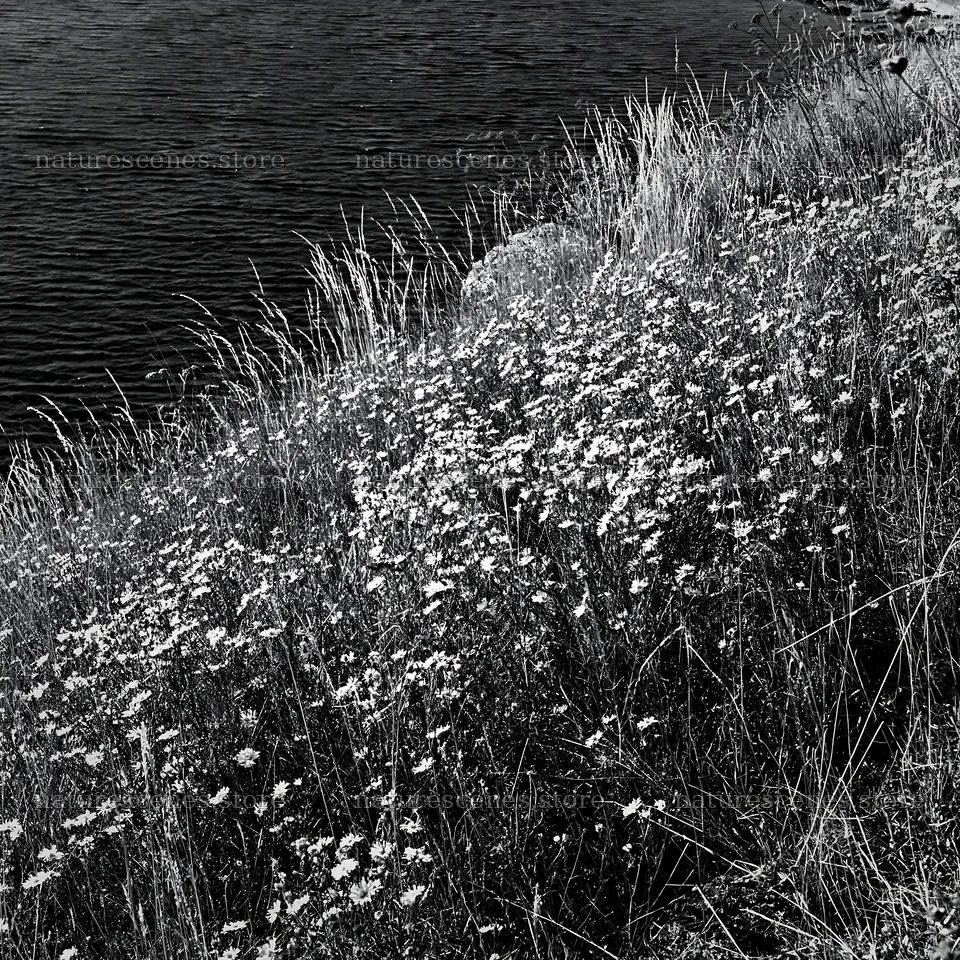 Sunlit lakeside meadow with wildflowers near blue water – nature scenes 7938x7938