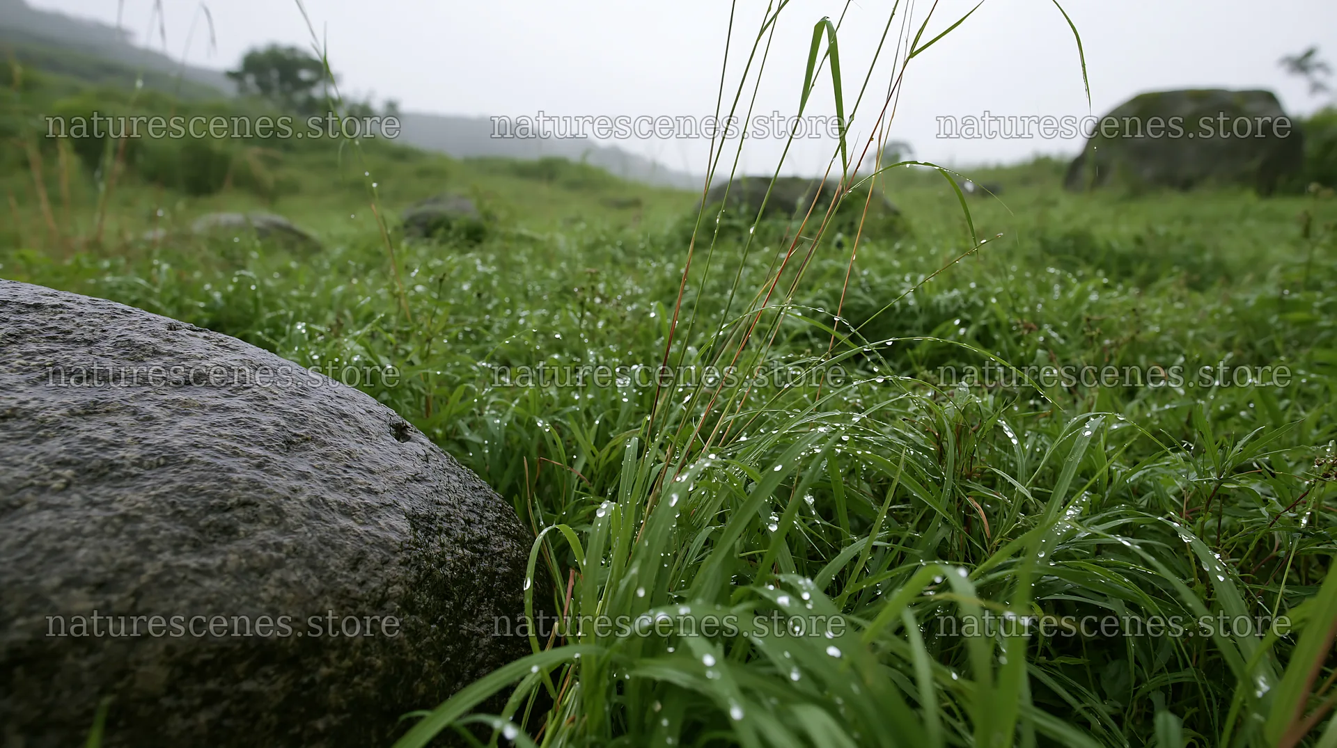 Aomori climate resilient meadow with boulder – nature scenes 10608x5938