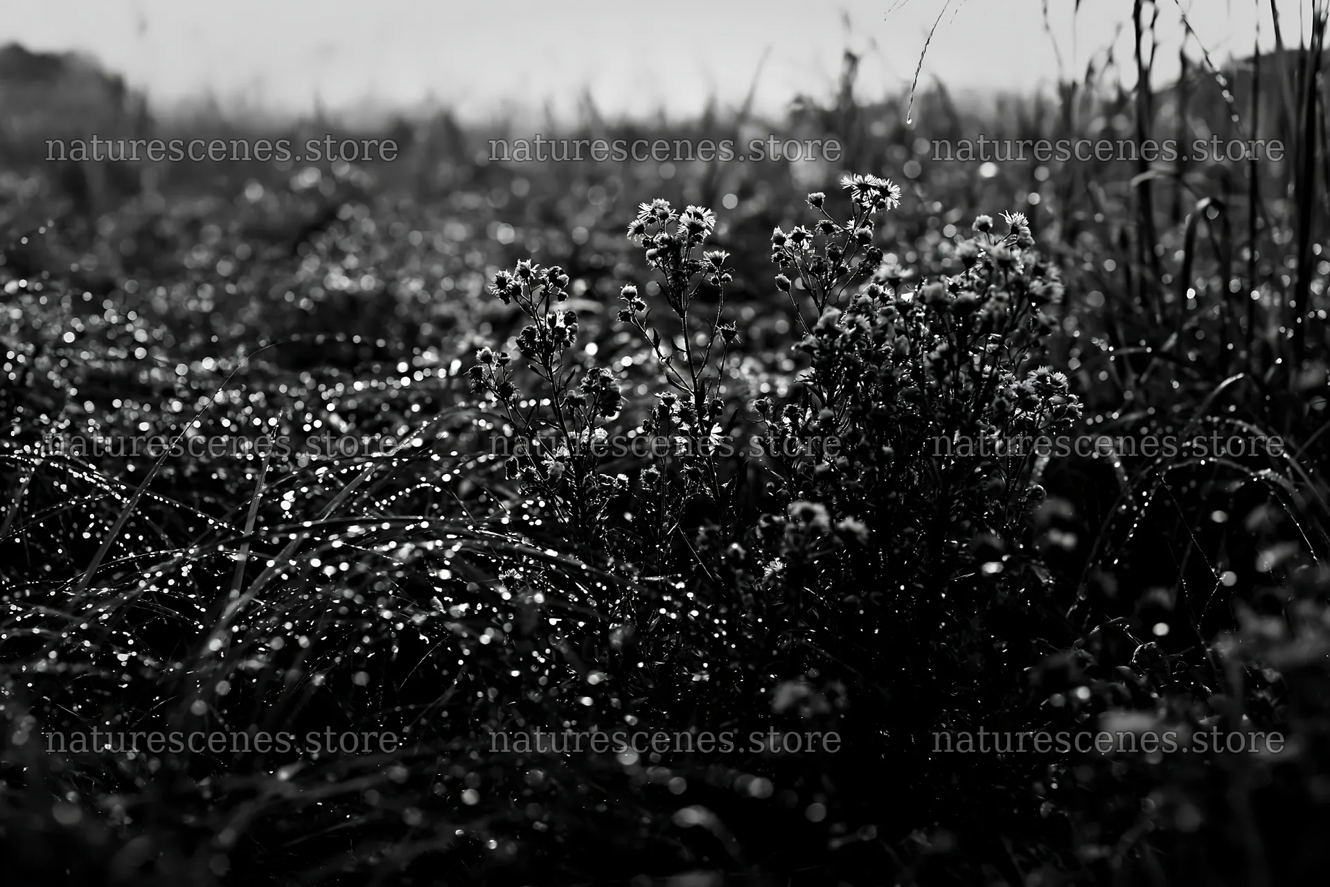 Fukui native grass meadow rain droplets in focus – nature scenes 9722x6480
