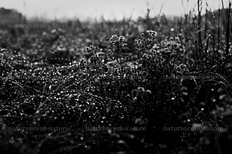 Fukui native grass meadow rain droplets in focus – nature scenes 9722x6480