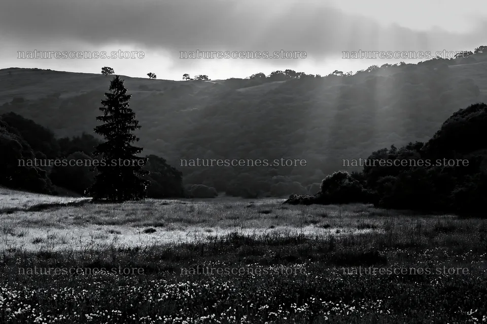 Christmas tree in meadow with sunbeams and clouds – nature scenes 9722x6480