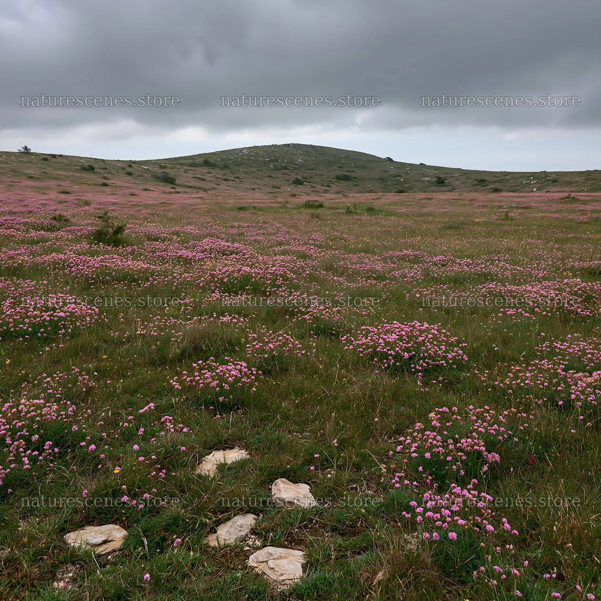 Cloudy rockrose meadow with pink flowers in the landscape – nature scenes 7938x7938