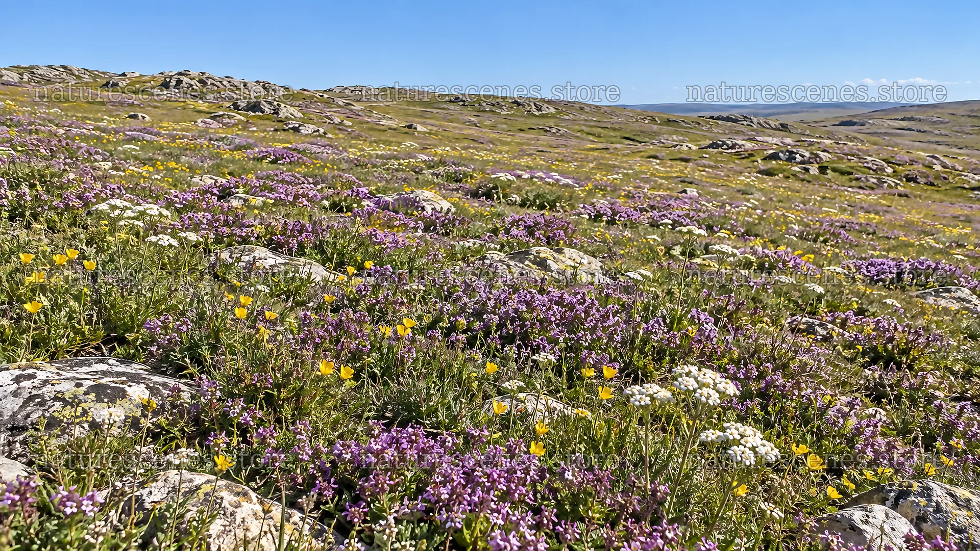 Wildflowers Across a Rocky Highland Meadow – nature scenes 10324x5812