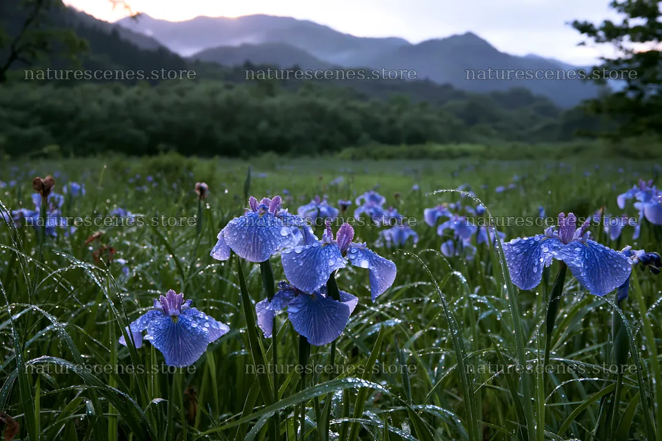 Niigata floodplain restoration meadow dew foreground – nature scenes 9722x6480