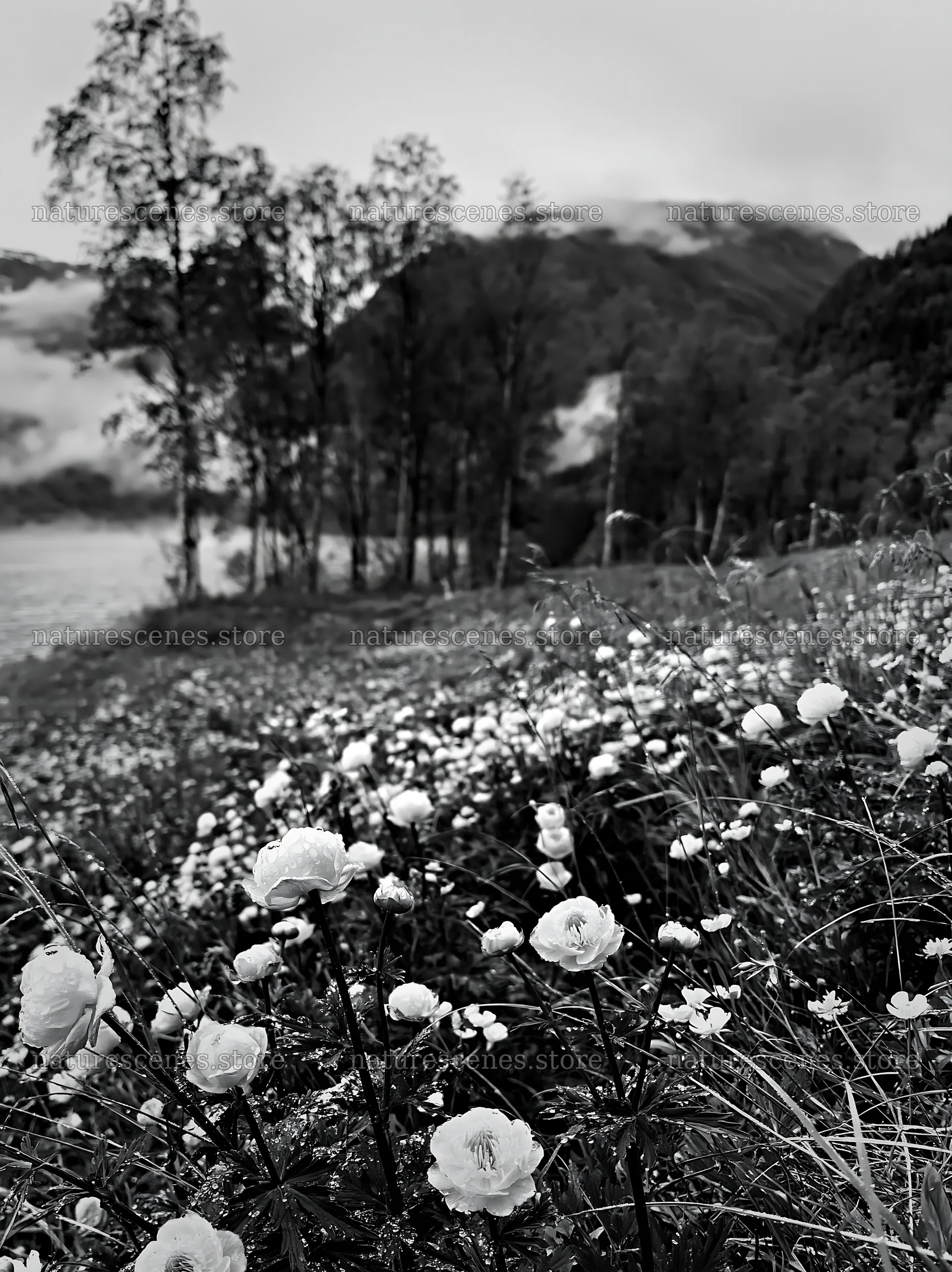 Fjord meadow with flowers and trees in black and white – nature scenes 6866x9174