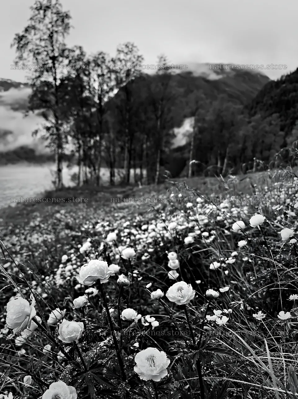 Fjord meadow with flowers and trees in black and white – nature scenes 6866x9174