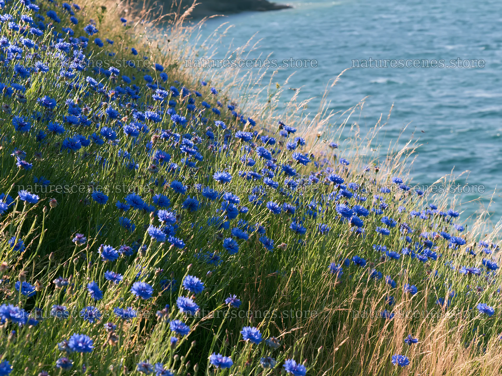 Blue flowers along a German lakeside meadow at sunset – nature scenes 9174x6866
