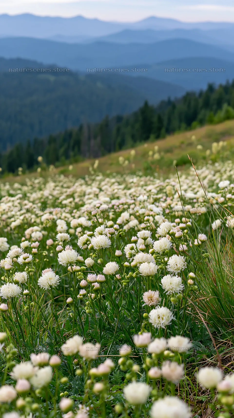 Vibrant flowers in a spring meadow with rolling hills – nature scenes 5938x10608