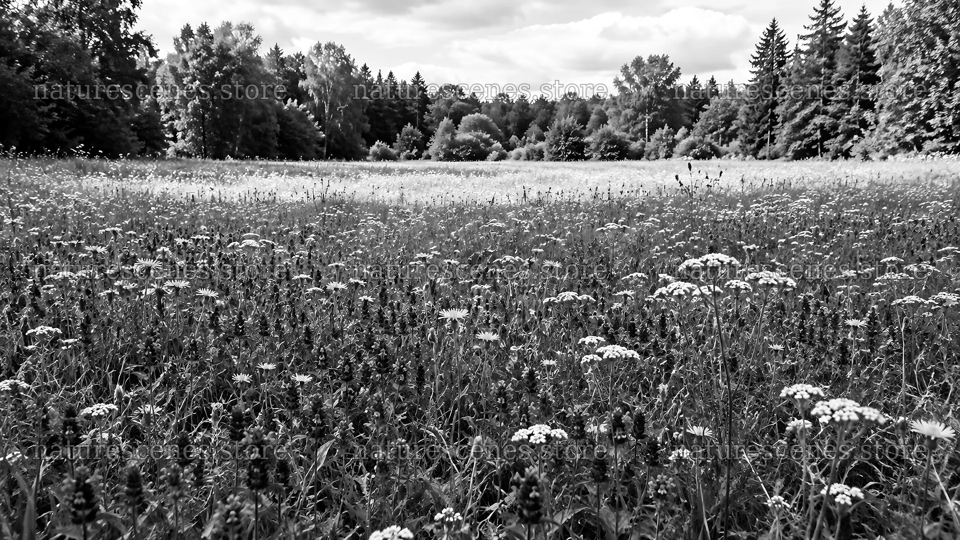 Wildflower Meadow in a Woodland Clearing – nature scenes 10324x5812