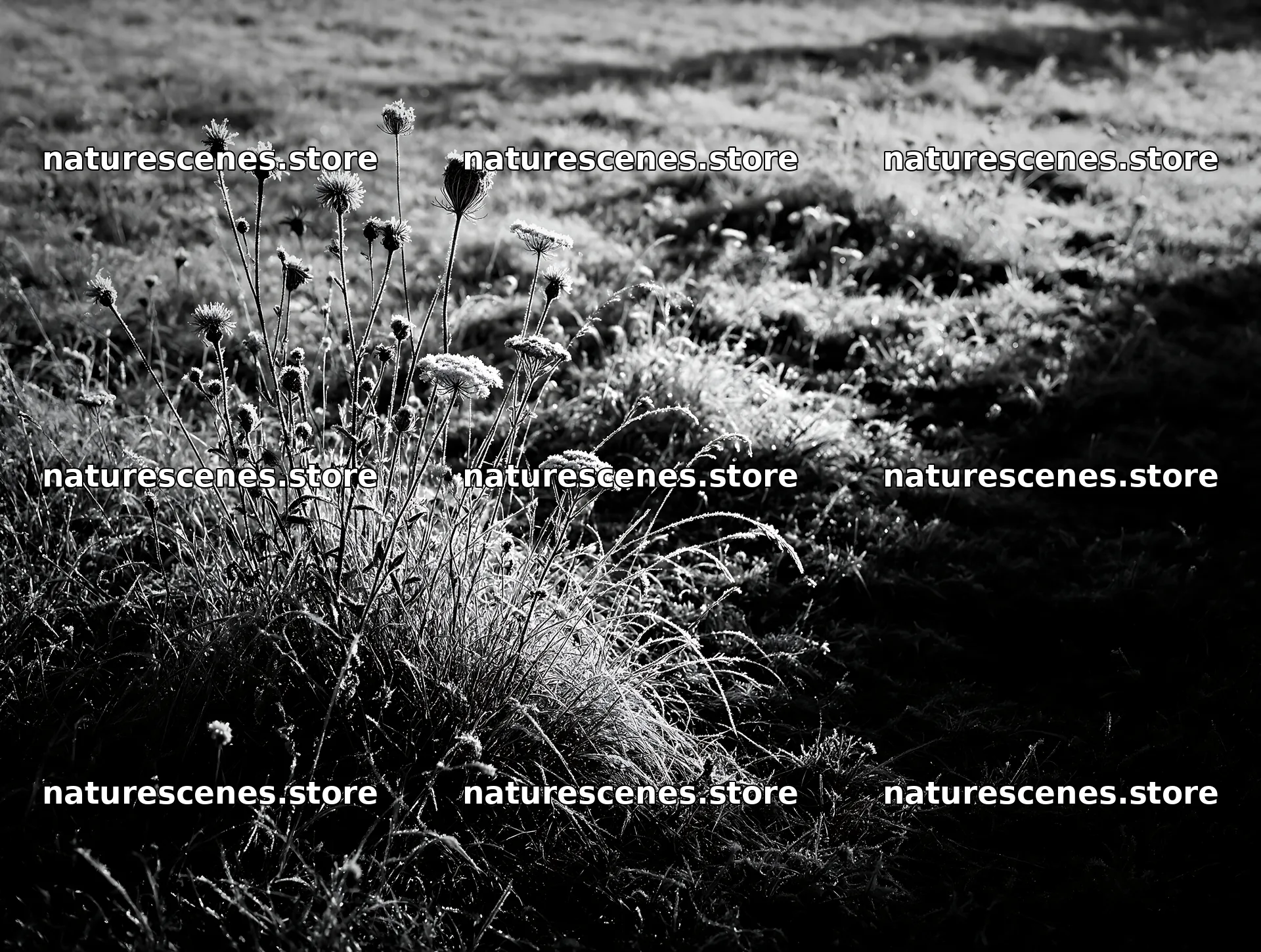 Biodiverse meadow with frost-covered plants in sunlight – nature scenes 9134x6898
