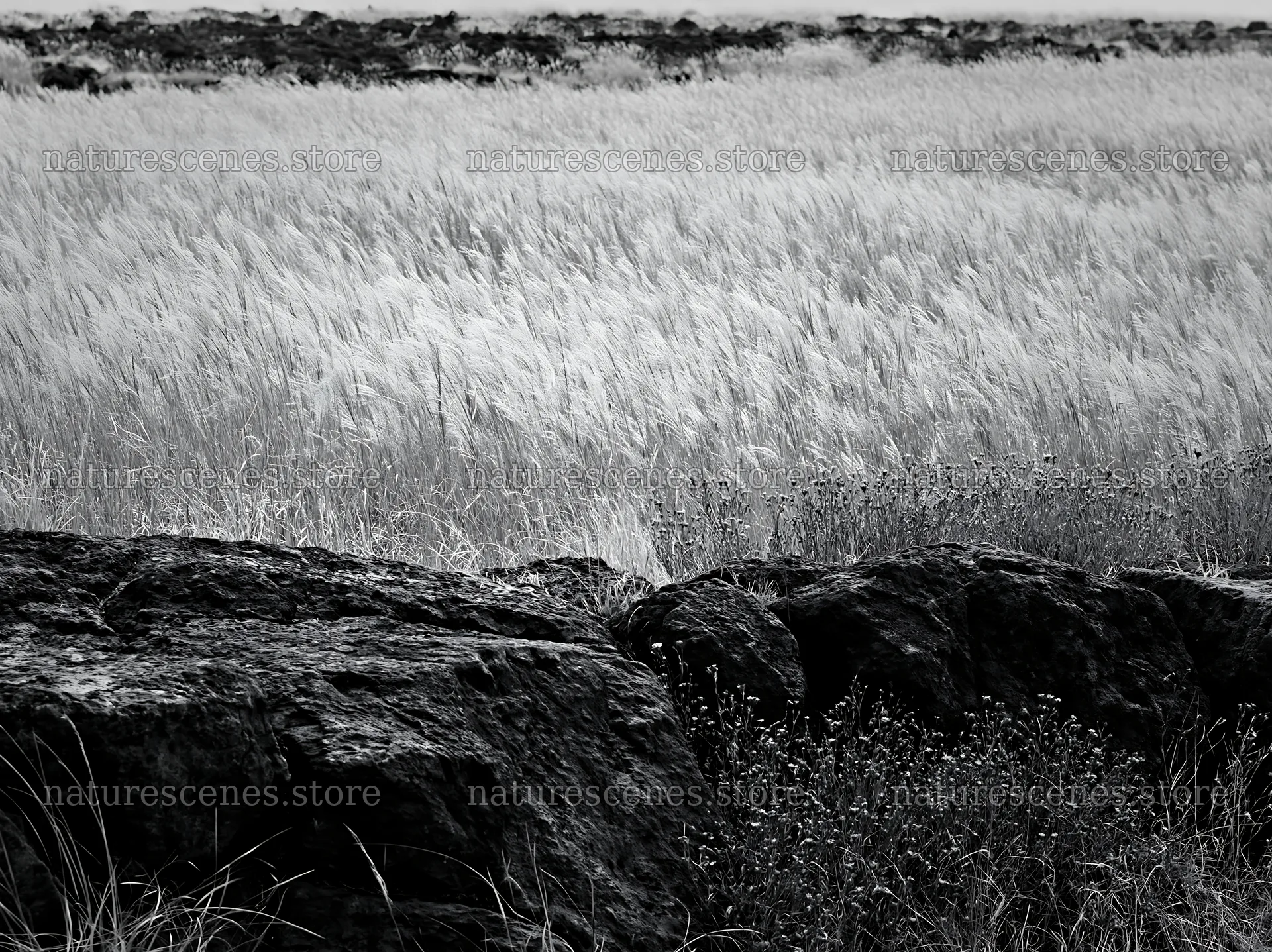 Kumamoto volcanic meadow dark rock foreground with grass and flowers – nature scenes 9174x6866