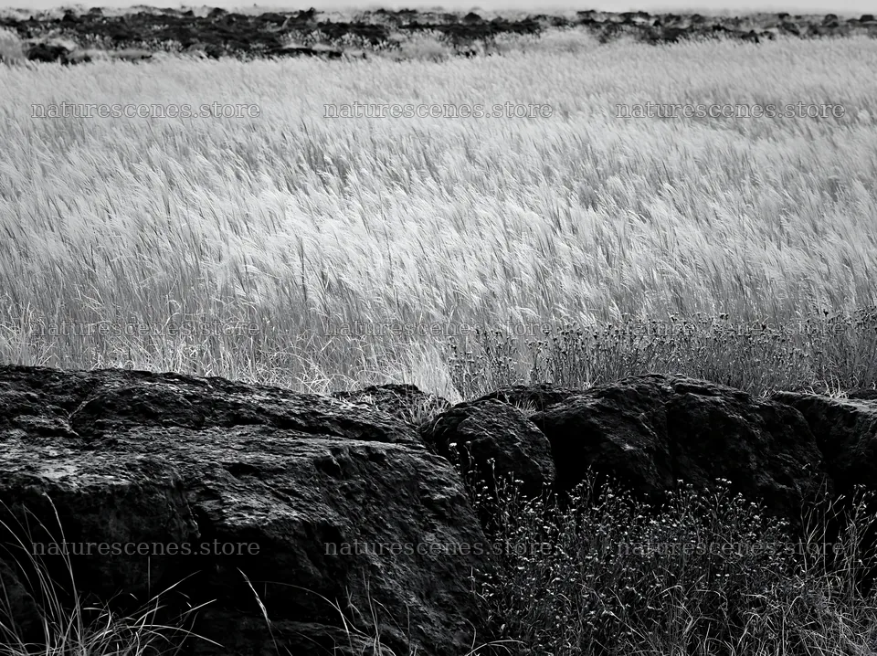 Kumamoto volcanic meadow dark rock foreground with grass and flowers – nature scenes 9174x6866