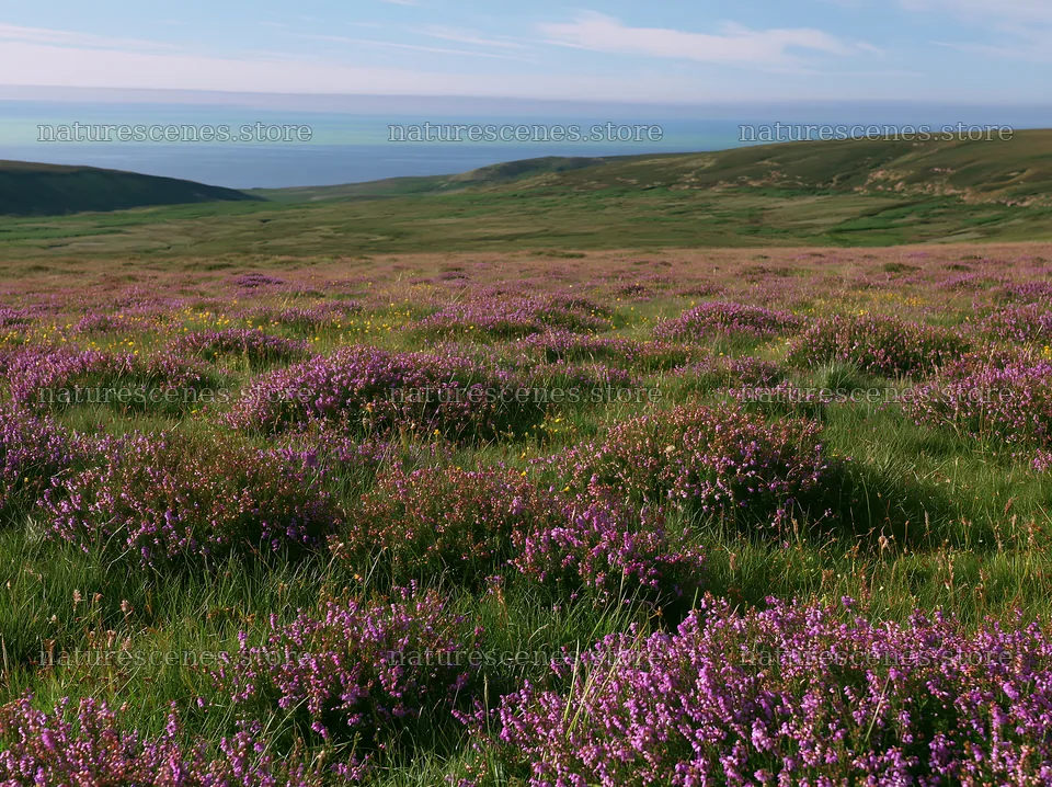 Aurora meadow coast with blooming flowers and ocean view – nature scenes 9174x6866