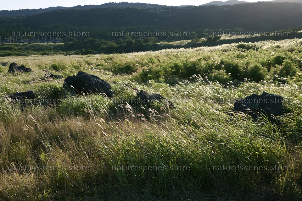 Kanagawa meadow with volcanic stones on a sunny day – nature scenes 9722x6480