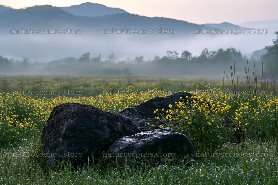 Kyoto spring wildflower meadow stone foreground – nature scenes 9722x6480