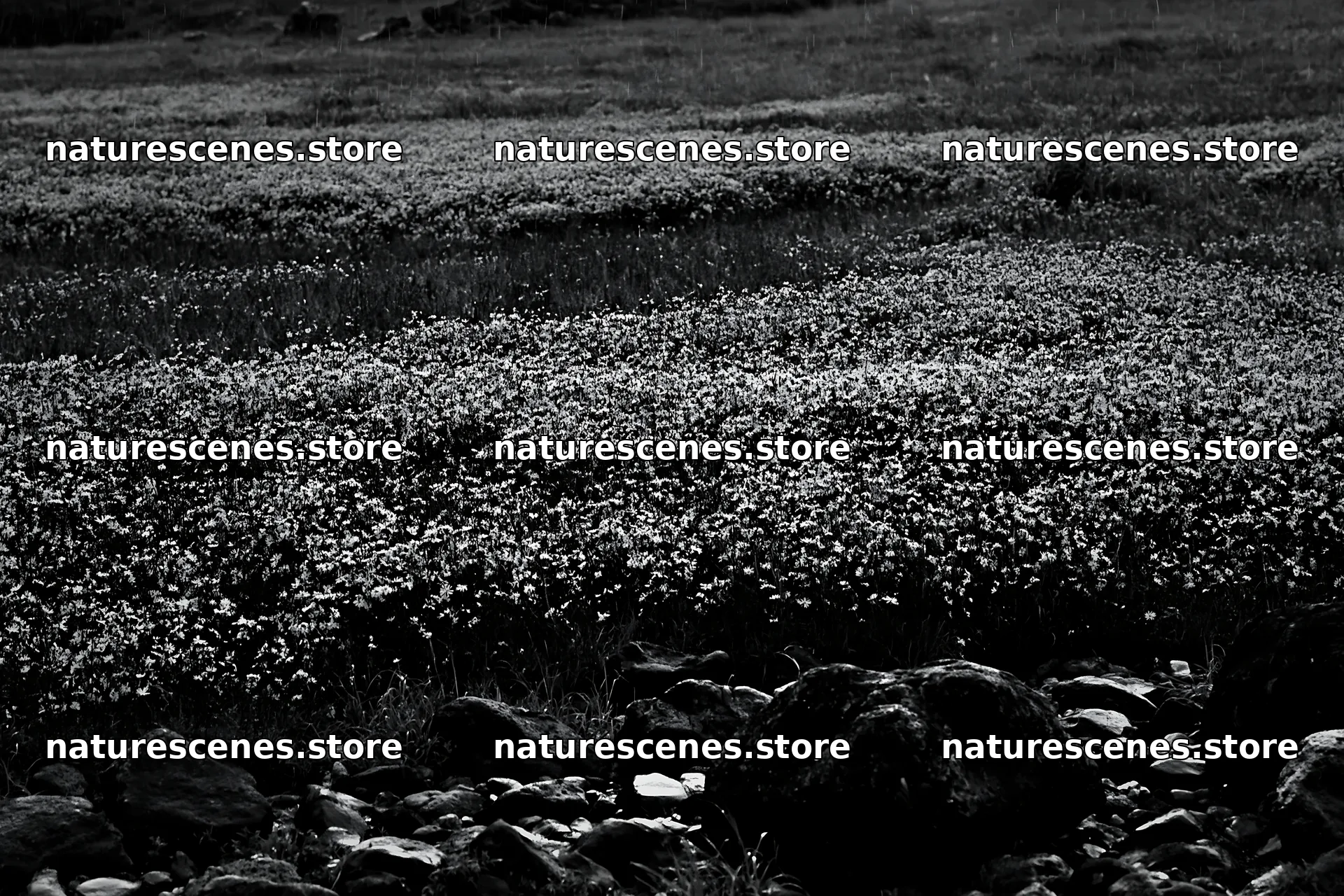 Hiroshima rainy meadow smooth rock foreground – nature scenes 9722x6480