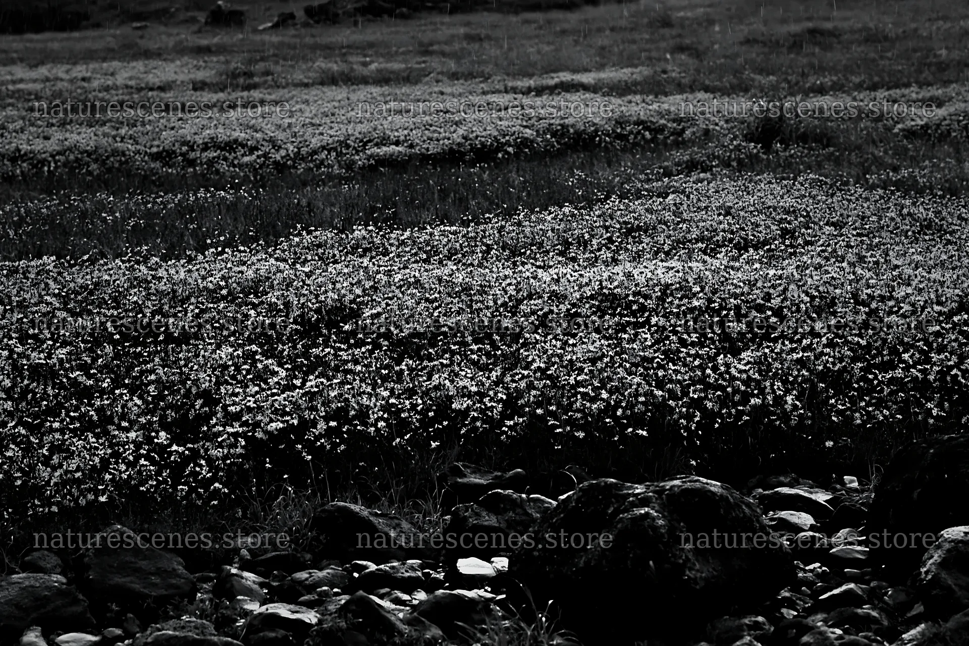 Hiroshima rainy meadow smooth rock foreground – nature scenes 9722x6480