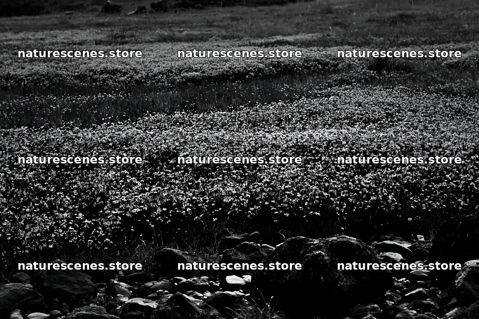 Hiroshima rainy meadow smooth rock foreground – nature scenes 9722x6480