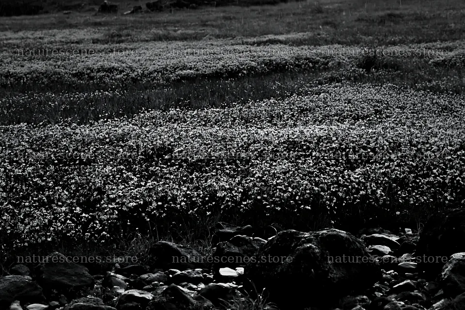 Hiroshima rainy meadow smooth rock foreground – nature scenes 9722x6480