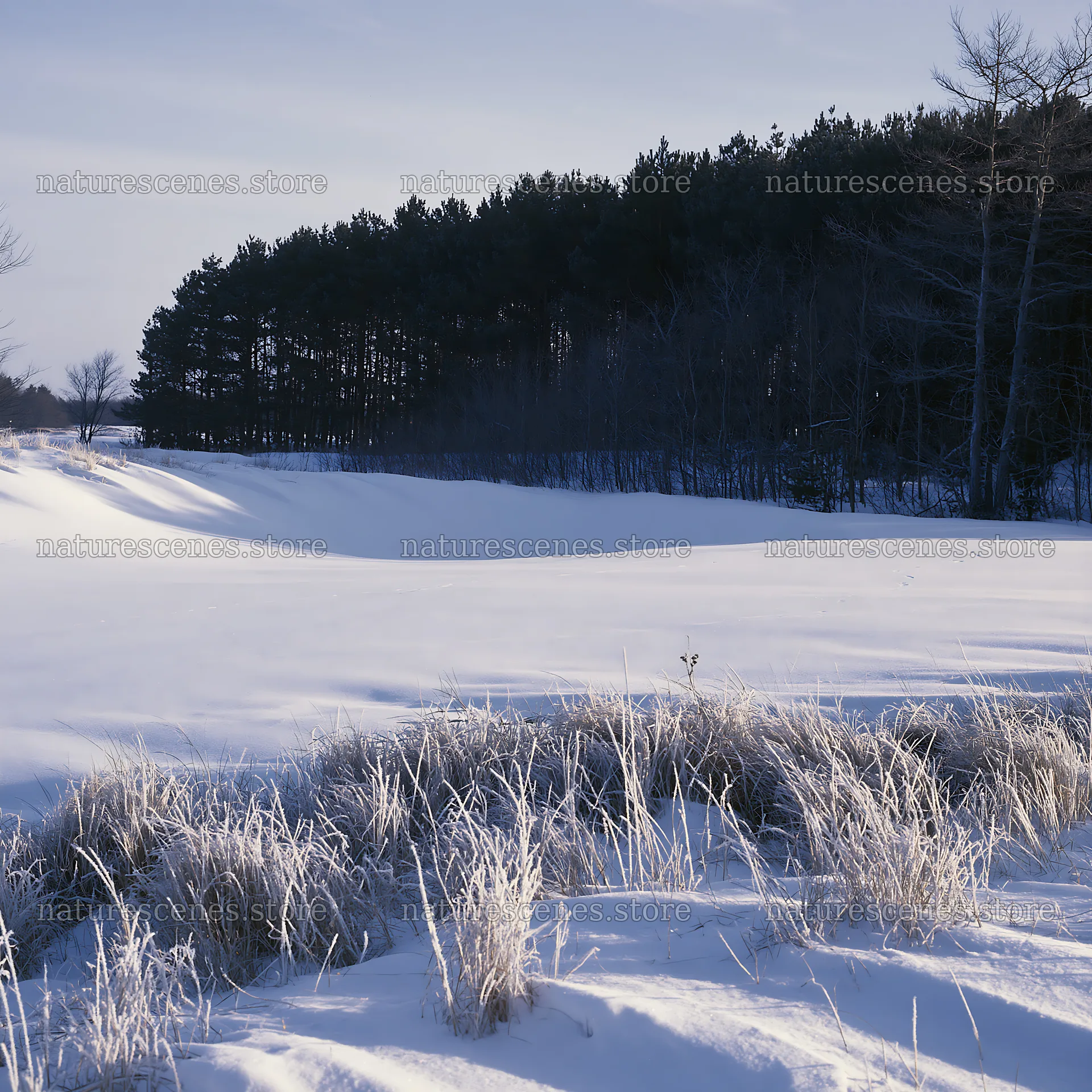 Dune meadow snow covers ground with trees in background – nature scenes 7938x7938