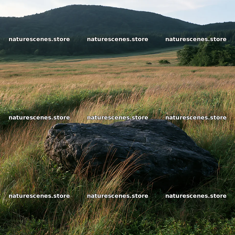Aomori climate resilient meadow with boulder under soft light – nature scenes 7938x7938