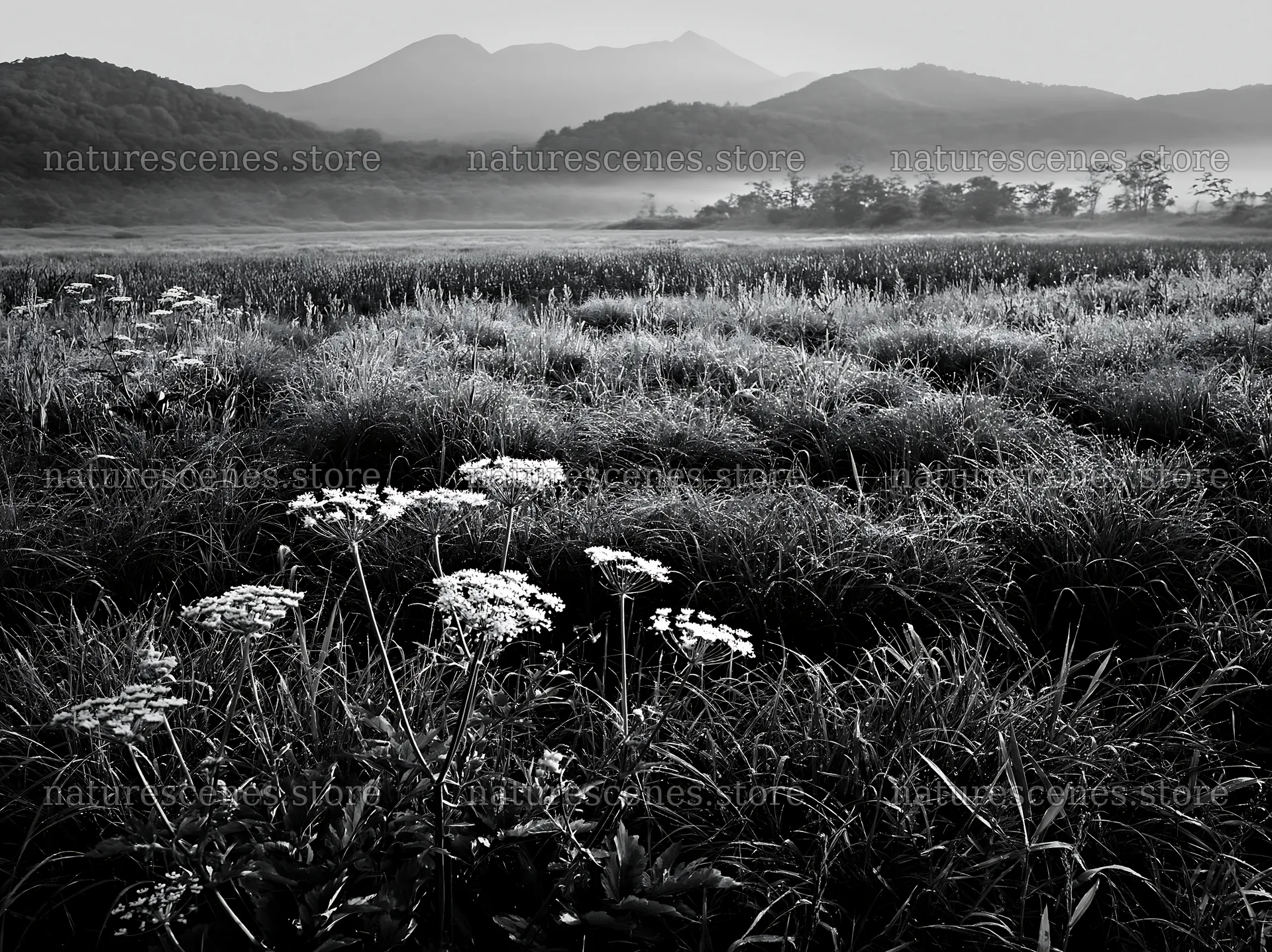 Expansive Hokkaido restoration meadow with dewdrops – nature scenes 9174x6866