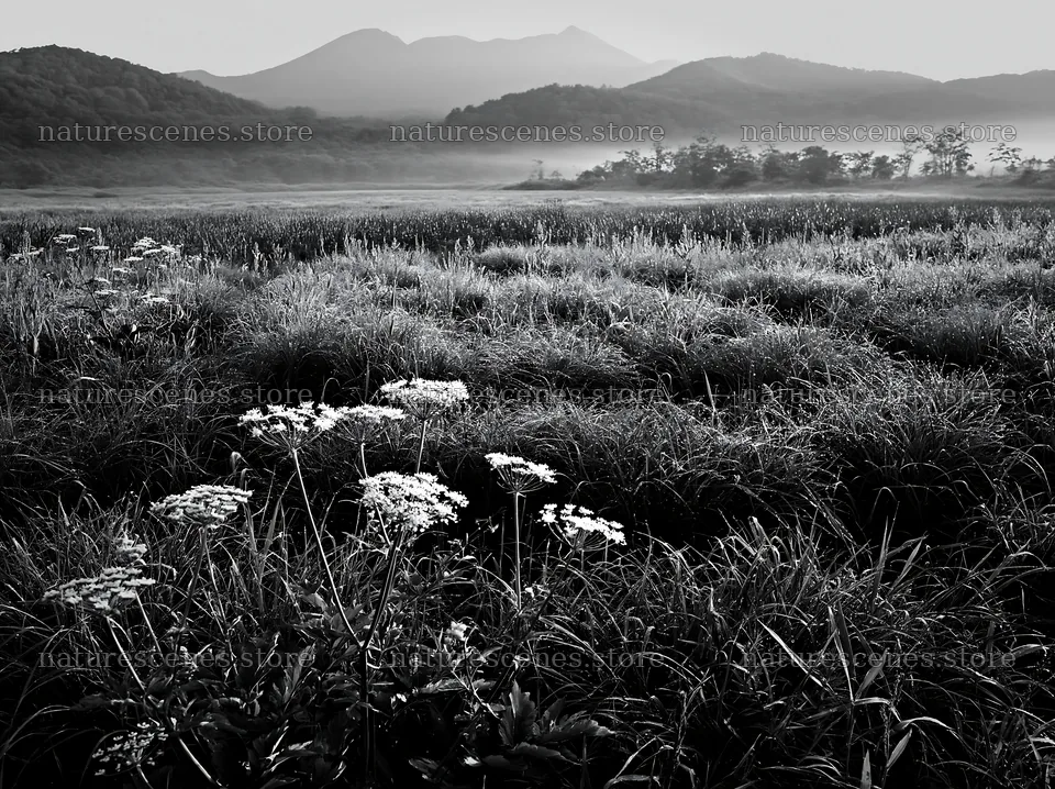 Expansive Hokkaido restoration meadow with dewdrops – nature scenes 9174x6866