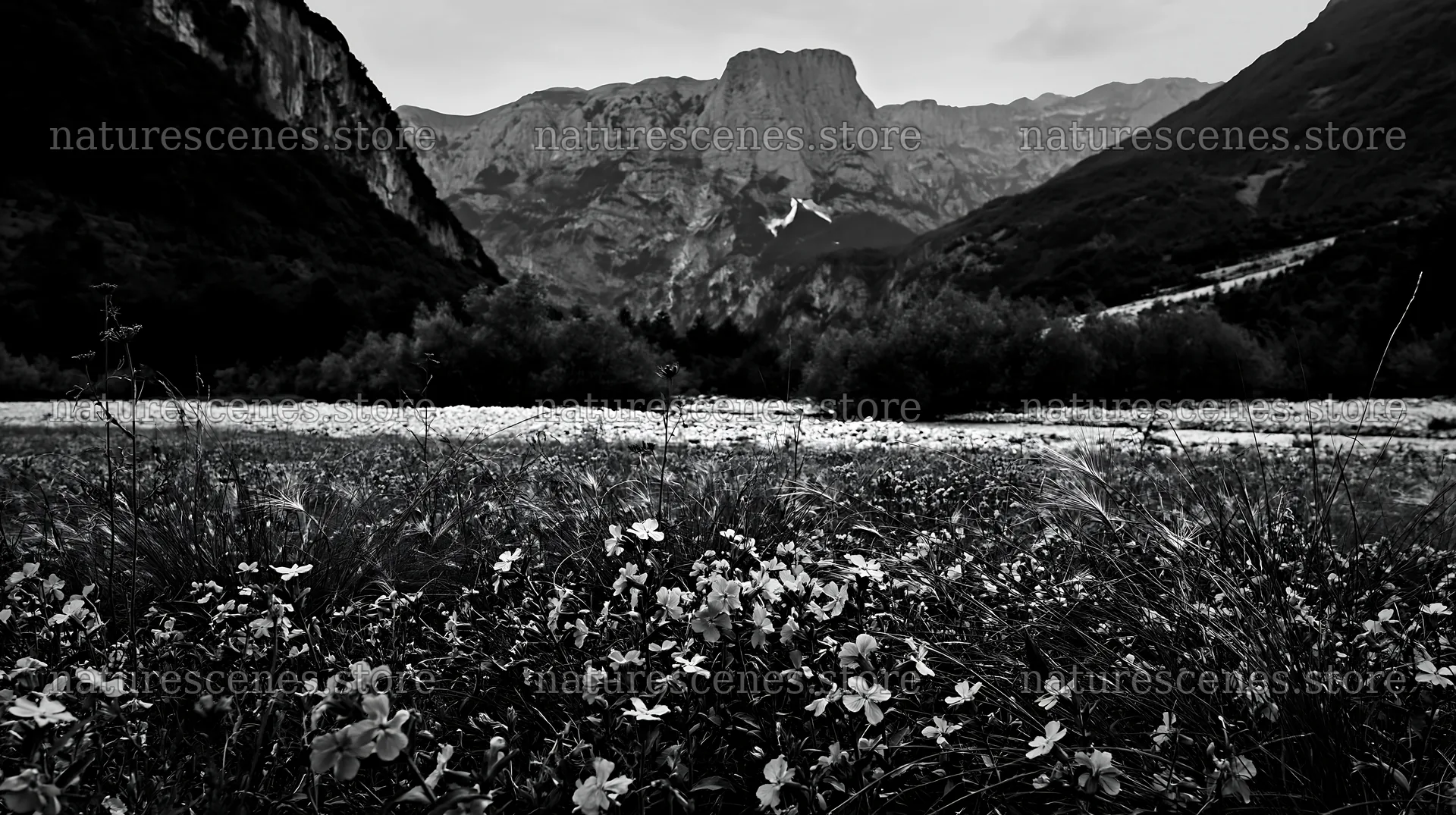 Night-blooming meadow with mountains in the background – nature scenes 10608x5938