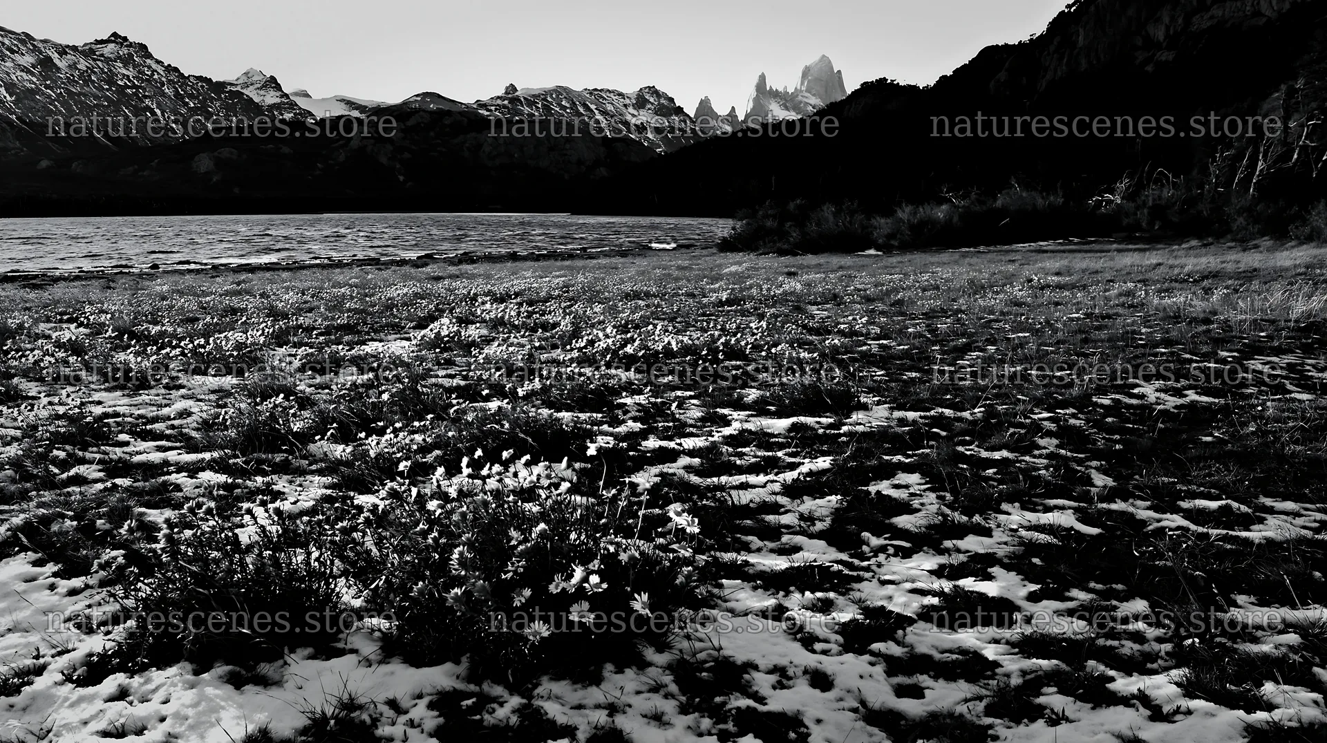 Lakeside meadow after first snowfall with flowers and mountains – nature scenes 10608x5938