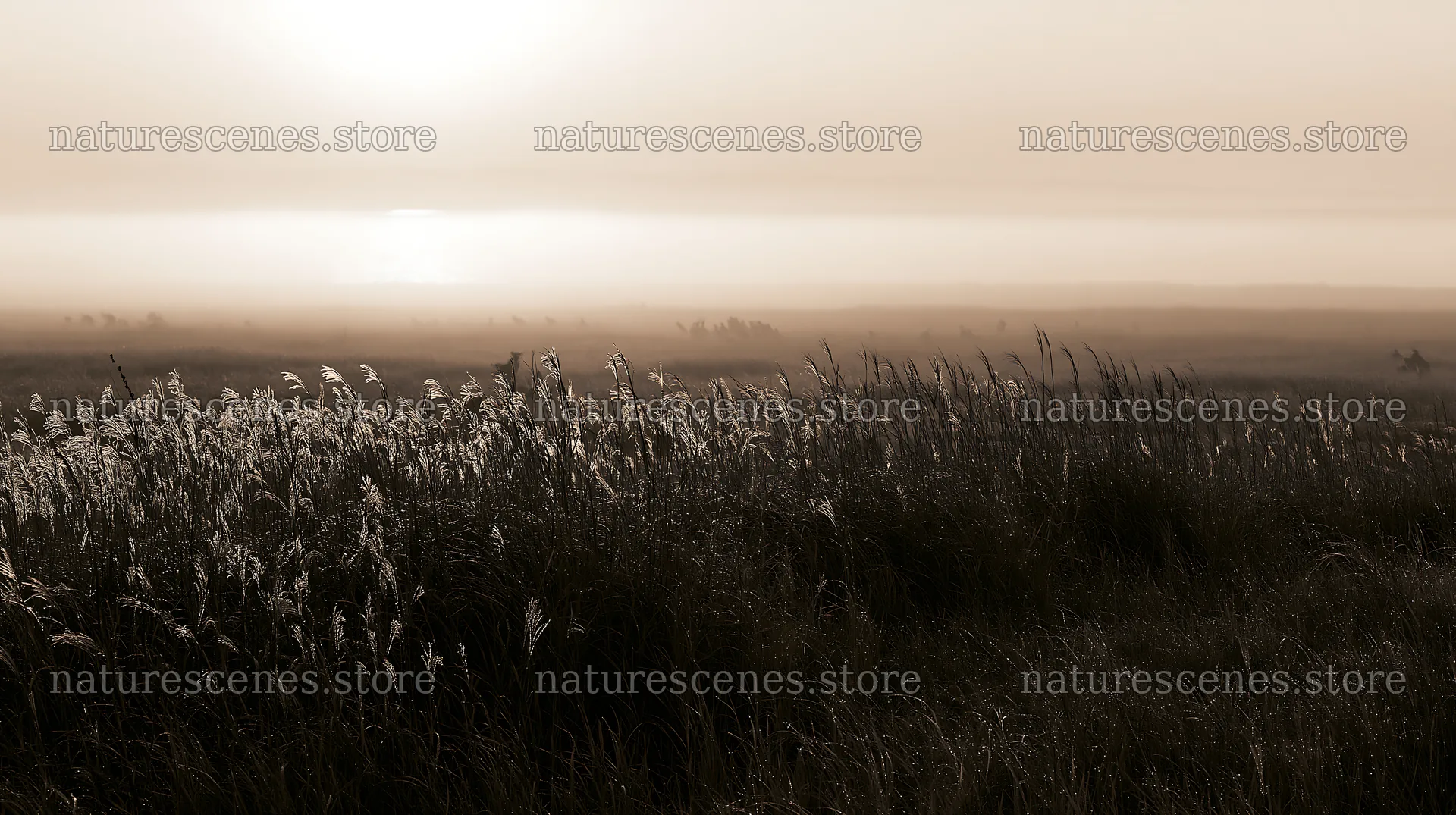 Miyazaki sunrise meadow dew covered sedges with morning light – nature scenes 10608x5938