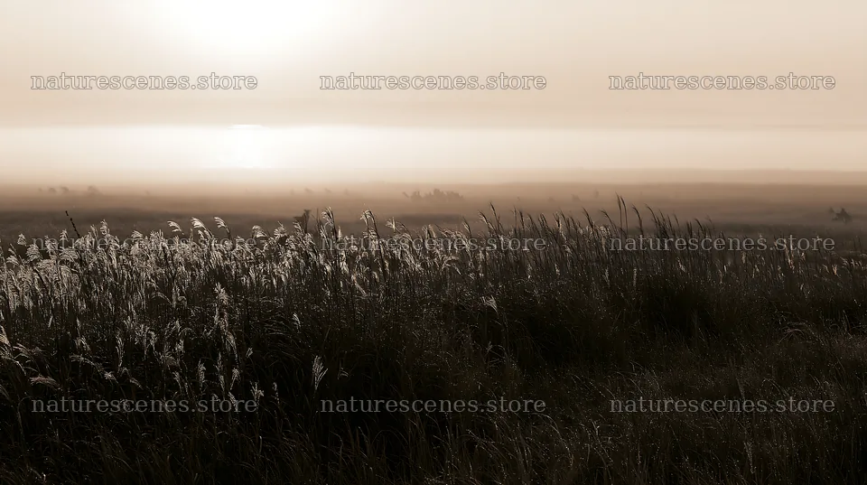 Miyazaki sunrise meadow dew covered sedges with morning light – nature scenes 10608x5938