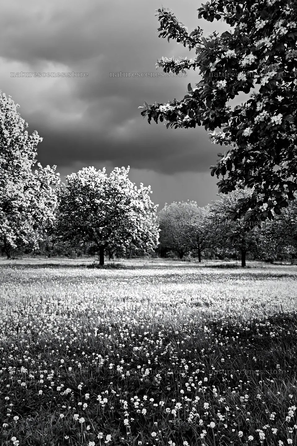 Spring orchard meadow with trees and flowers under cloudy sky – nature scenes 6480x9722