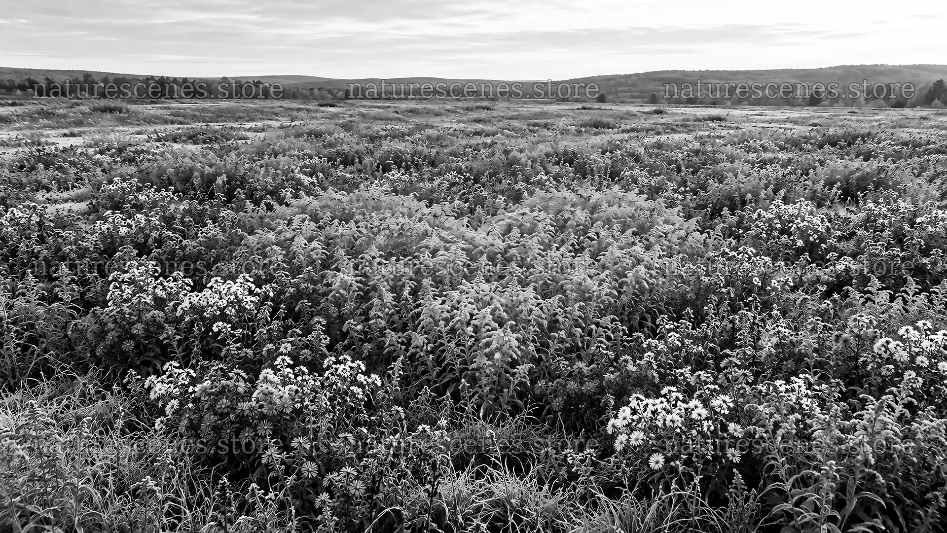 Monochrome Wildflower Meadow Beneath a Cloudy Sky – nature scenes 10324x5812