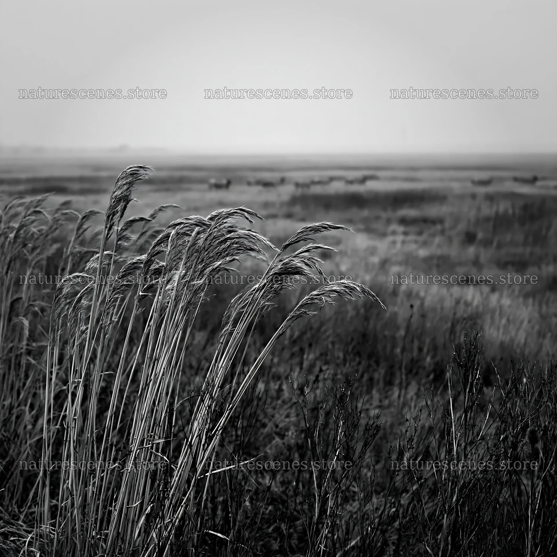 Autumn meadow with tall grass and distant landscape view – nature scenes 7938x7938