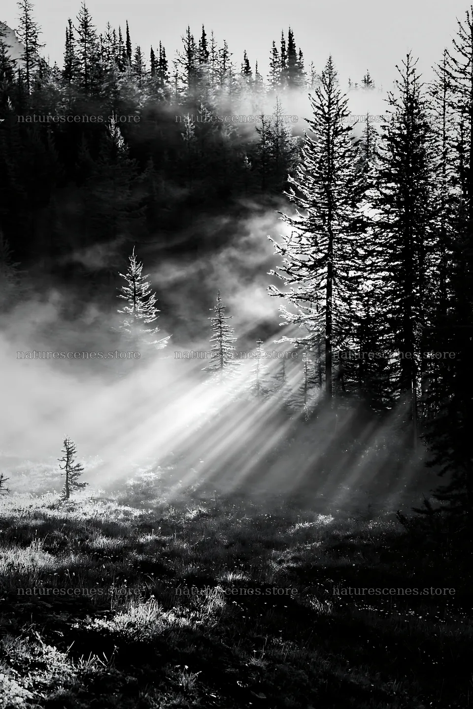 Light rays through trees in Sunshine Meadows Banff – nature scenes 6480x9722