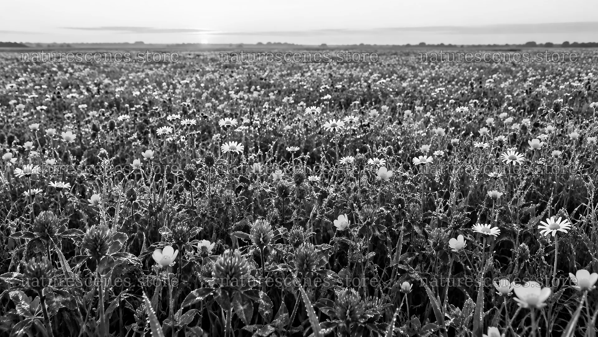 Monochrome Flowering Meadow at Low Sun – nature scenes 10324x5812