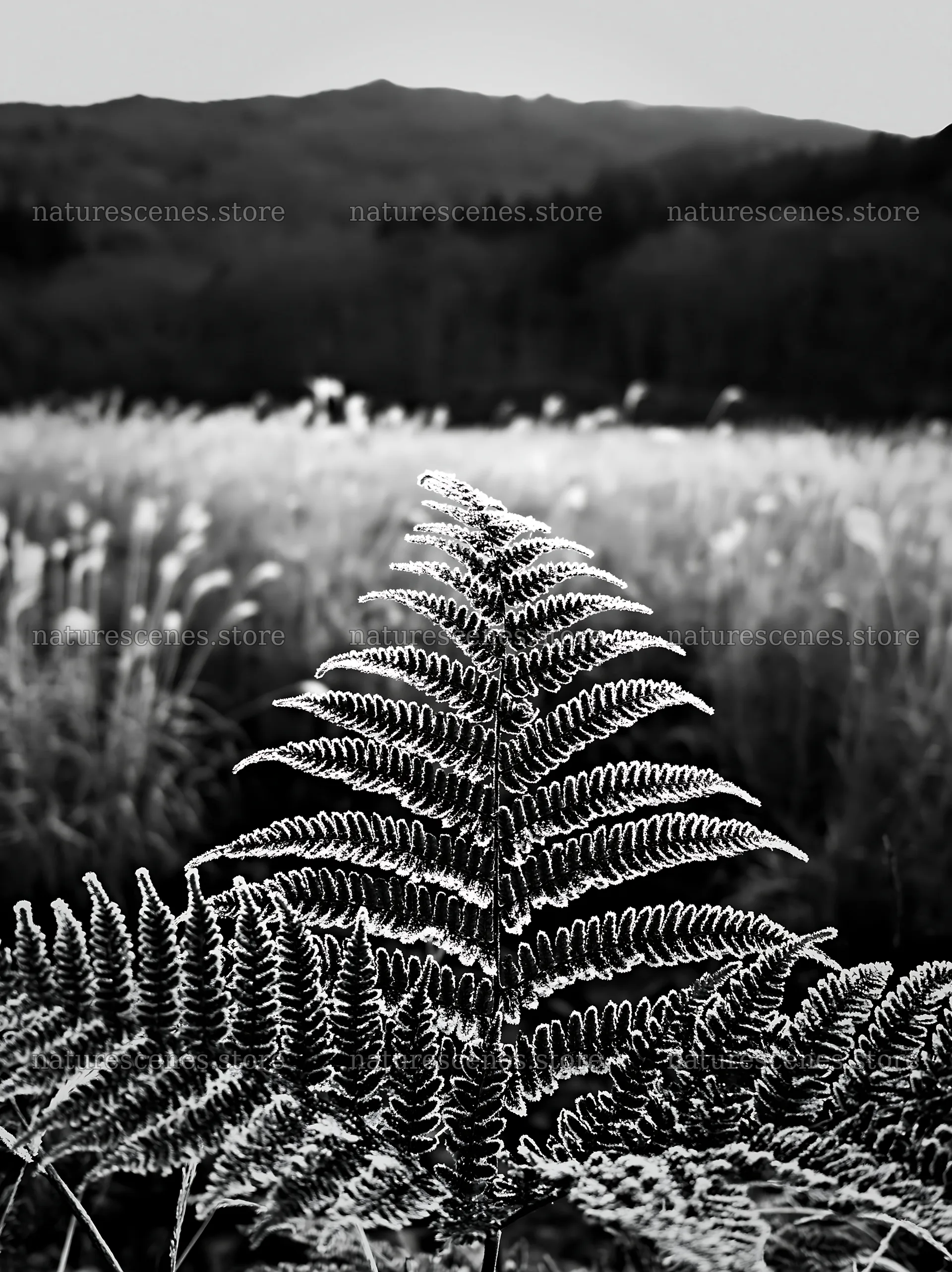 Tokushima mountain meadow fern frond in foreground – nature scenes 6866x9174