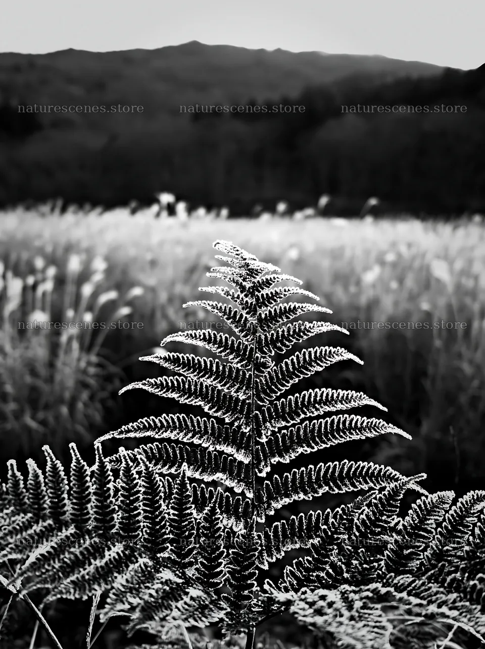 Tokushima mountain meadow fern frond in foreground – nature scenes 6866x9174