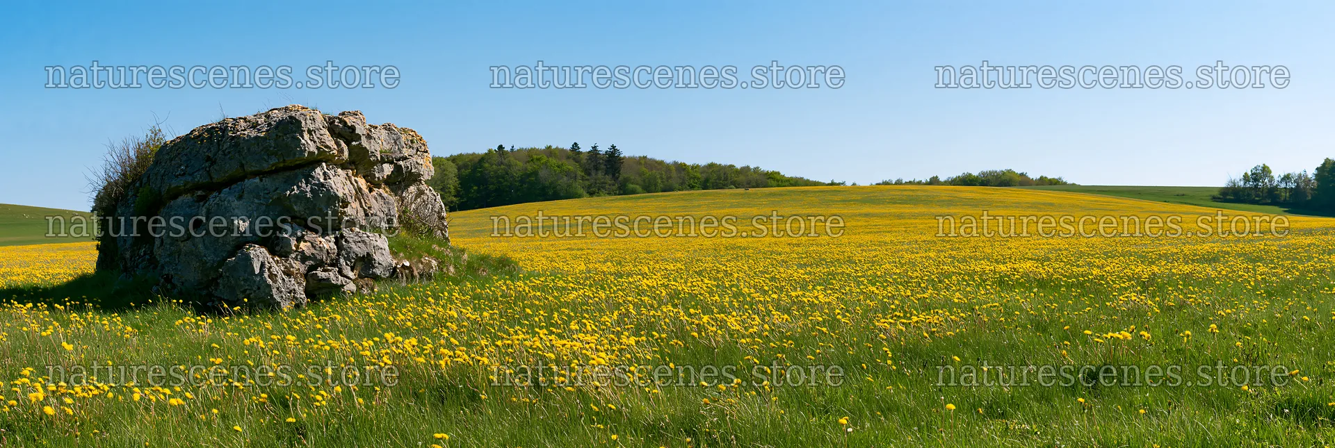 Bright spring meadow with a rock and yellow flowers – nature scenes 13690x4602