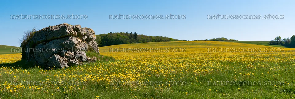 Bright spring meadow with a rock and yellow flowers – nature scenes 13690x4602